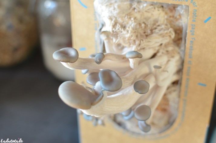 ( Prêt à Pousser ) Cap ou pas cap de faire pousser des champignons bio dans ma cuisine ?