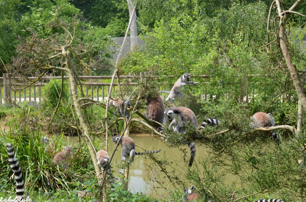 Zoosafari Thoiry Zoo parc Yvelines château