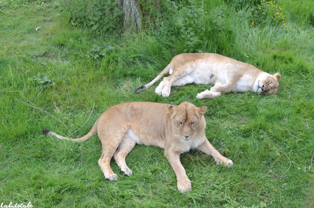 Zoosafari Thoiry Zoo parc Yvelines château