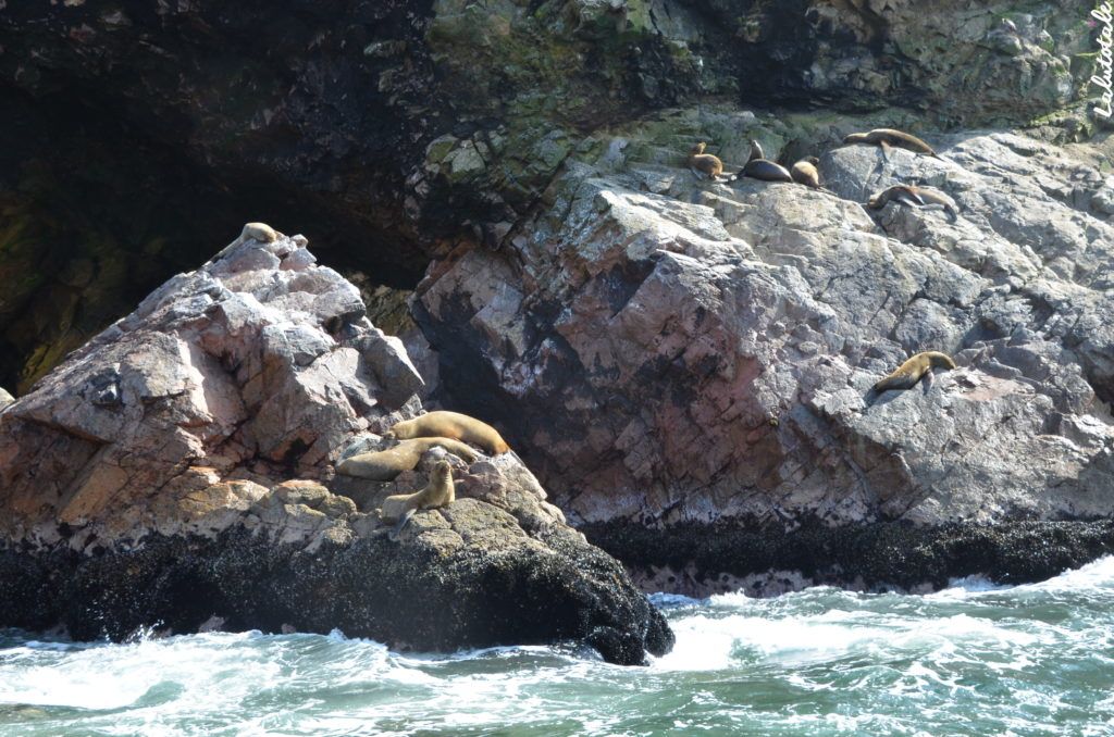 Pérou voyage circuit îles Ballestas réserve naturelle Paracas Pisco