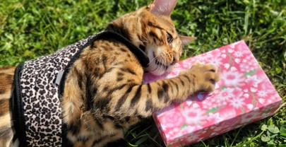 (BLISSIM) En Avril, ne te découvre pas d&rsquo;un Pretty Spring