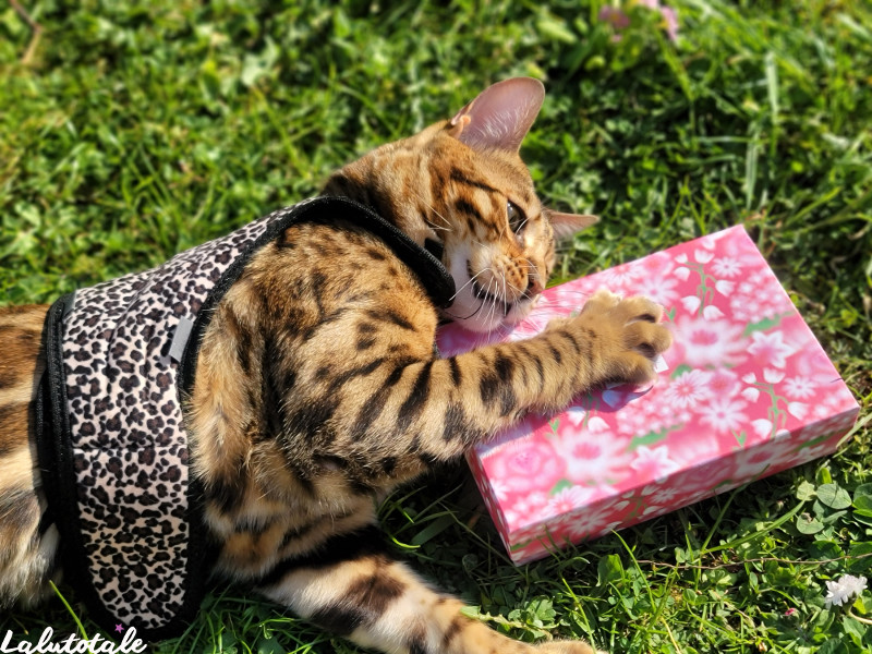 (BLISSIM) En Avril, ne te découvre pas d&rsquo;un Pretty Spring