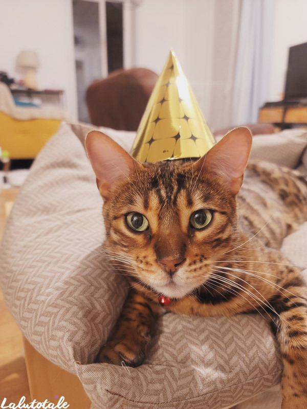 Woodstock chat bengale bilan 2025 star des réseaux sociaux